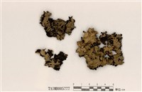 藏品(黃類斑葉衣)的圖片